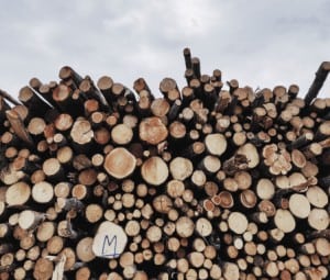 Logs - Forestry